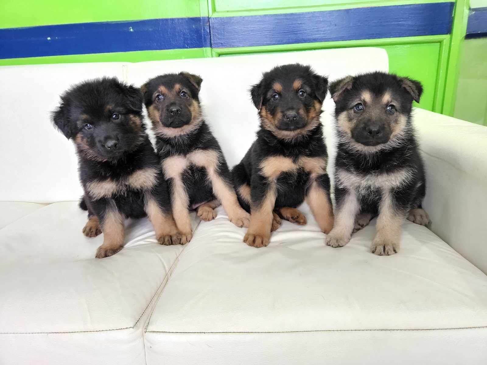 Cachorros pacientes de 7A